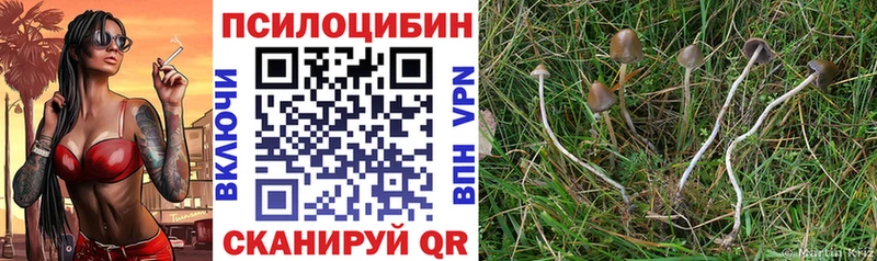Псилоцибиновые грибы Psilocybine cubensis  Купить закладки  Кораблино 